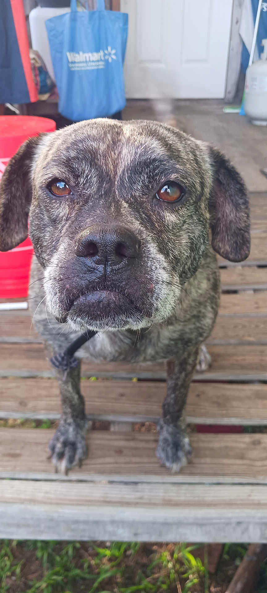 Kaua joined the competition — help win amazing prizes! animal, background, bag, brindle, brown_eyes, canine, close_up, collar, daylight, dog, ears, face, floor, fur, outdoor, pet, porch, sitting, snout, wooden_deck