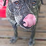Kaua joined the competition — help win amazing prizes! animal, background_blur, brindle, brown_eyes, canine, close_up, cute, dog, ears, focus, friendly, fur, licking, outdoor, pet, portrait, snout, standing, tongue, wooden_deck