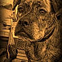 Kaua is registered to the contest to win money with this photo: animal, brindle_coat, brown_tone, brush, canine, close_up, collar, dog, domestic, door, expression, flooring, furniture, household_items, indoor, pet, portrait, sepia, shoe, wooden_floor
