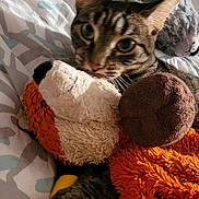 Fifine participe au concours pour gagner de l'argent avec cette photo : animal, bed, blanket, cat, close_up, comfort, cozy, cute, ears, fabric, fox, furry, indoor, pet, plush_toy, snuggle, soft, stuffed_animal, tabby, whiskers