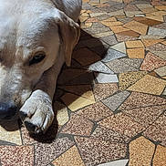 Lolita participe au concours pour gagner de l'argent avec cette photo : dog, lying_down, floor, mosaic, tiles, paws, light_fur, indoor, resting, animal, pet, close_up, texture, pattern, brown, beige, white, snout, ears, shadow