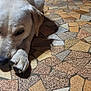 dog, lying_down, floor, mosaic, tiles, paws, light_fur, indoor, resting, animal, pet, close_up, texture, pattern, brown, beige, white, snout, ears, shadow