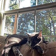 Binx joined the competition — help win amazing prizes! cat, indoor, couch, window, sunlight, relaxing, pet, animal, feline, paw, tree, nature, daylight, home, resting, cozy, shadow, domestic_animal, leisure, calm