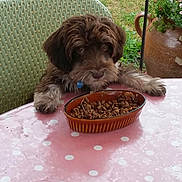 Oscar participe au concours pour gagner de l'argent avec cette photo : animal, brown_dog, chair, cute, dog, flowers, food_bowl, fur, garden, green_grass, kibble, looking, outdoor, paws, pet, pink_tablecloth, plant_pot, polka_dots, resting, table