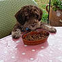 animal, brown_dog, chair, cute, dog, flowers, food_bowl, fur, garden, green_grass, kibble, looking, outdoor, paws, pet, pink_tablecloth, plant_pot, polka_dots, resting, table