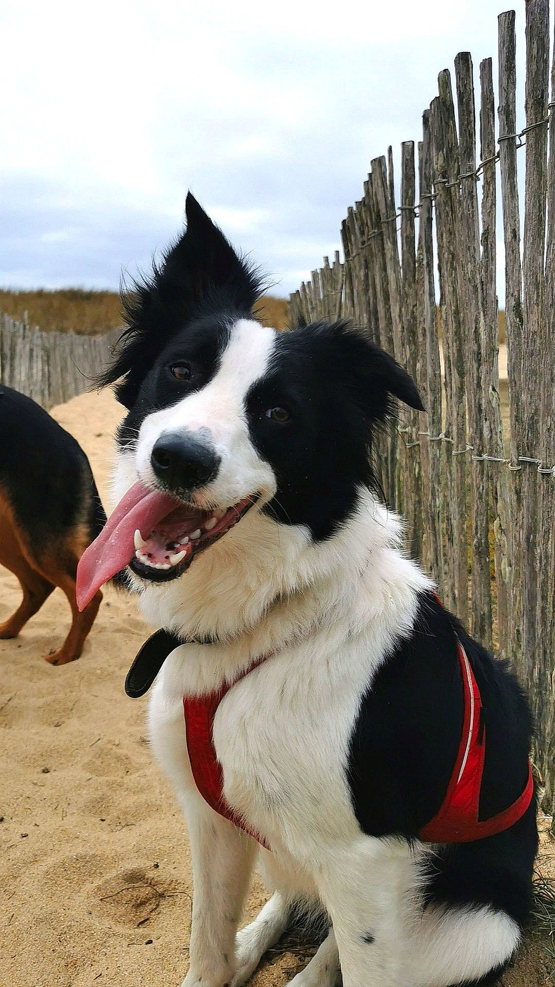 Soledad a rejoint le concours — aidez-le/la à gagner de superbes lots ! adventure, border_collie, canidae, carnivore, cloud, collar, companion_dog, dog, dog_breed, dog_collar, dog_supply, herding_dog, plant, recreation, sky, snout, sporting_group, tail, working_animal, working_dog