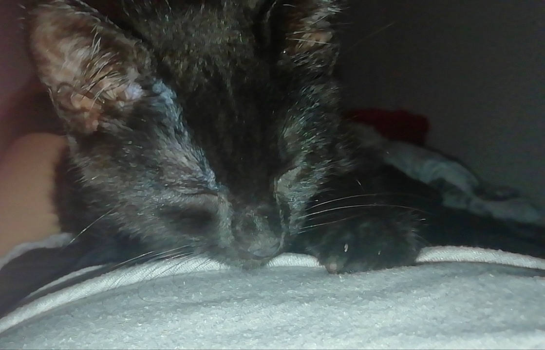 Damon participe au concours pour gagner de l'argent avec cette photo : asian, black_cat, carnivore, cat, claw, domestic_short_haired_cat, ear, felidae, fur, kitten, nap, nebelung, paw, polydactyl_cat, small_to_medium_sized_cats, snout, tail, whiskers