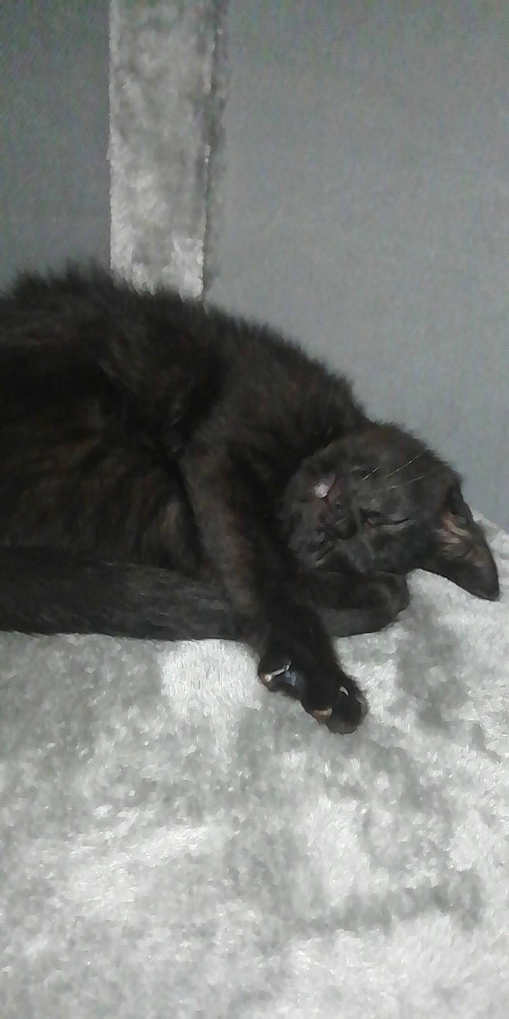 Damon participe au concours pour gagner de l'argent avec cette photo : black_cat, canidae, carnivore, cat, dog_breed, felidae, fur, small_to_medium_sized_cats, sporting_group, tail