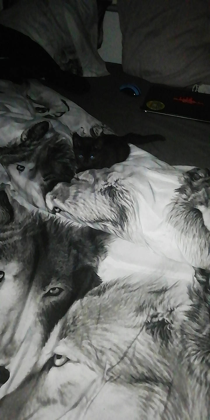 Damon participe au concours pour gagner de l'argent avec cette photo : black_and_white, canidae, carnivore, dog, dog_breed, monochrome, monochrome_photography, silken_windhound, style