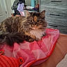 animal, bedroom, blanket, brown_fur, cat, clothing, dresser, fluffy_cat, furniture, green_eyes, home, indoors, long_hair, pet, pink_blanket, portrait, relaxed, tabby, television, whiskers