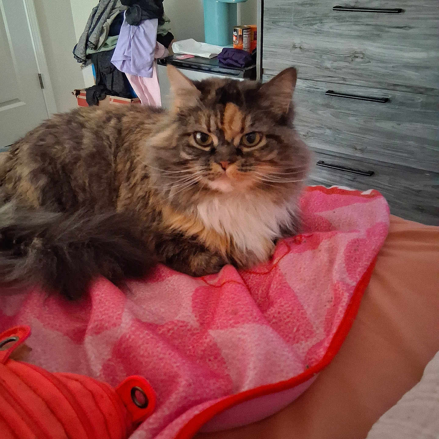 Josie