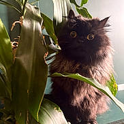 Beans is registered to the contest to win money with this photo: cat, black_cat, fluffy, indoor, plant, green_leaves, curious, wide_eyes, feline, pet, houseplant, nature, closeup, soft_light, mystery, cozy, portrait, animal, leaf, fur