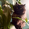 cat, black_cat, fluffy, indoor, plant, green_leaves, curious, wide_eyes, feline, pet, houseplant, nature, closeup, soft_light, mystery, cozy, portrait, animal, leaf, fur