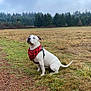 Storm joined the competition — help win amazing prizes! animal, bandana, calm, canine, daytime, dog, field, forest, grass, landscape, leash, nature, outdoor, overcast_sky, park, pet, red_bandana, sitting, trees, white_dog