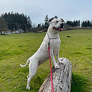Storm is registered to the contest to win money with this photo: animal, canine, collar, dog, fence, field, grass, happy, landscape, leash, log, nature, outdoor, overcast, pet, rural, standing, tongue_out, trees, white_dog