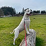 animal, canine, collar, dog, fence, field, grass, happy, landscape, leash, log, nature, outdoor, overcast, pet, rural, standing, tongue_out, trees, white_dog