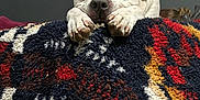 Storm is registered to the contest to win money with this photo: animal, blanket, closeup, colorful_blanket, cozy, cute, dog, expression, furniture, home, indoor, pattern, paw, pet, portrait, relaxed, resting, texture, tired, white_dog