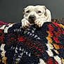 animal, blanket, closeup, colorful_blanket, cozy, cute, dog, expression, furniture, home, indoor, pattern, paw, pet, portrait, relaxed, resting, texture, tired, white_dog