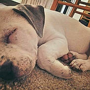 Storm is registered to the contest to win money with this photo: puppy, sleeping, dog, closeup, curled_up, carpet, indoor, cute, pet, animal, resting, paw, fur, young, adorable, cozy, relaxed, snout, ears, quiet
