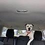 Storm is registered to the contest to win money with this photo: animal, backseat, car_interior, casual, collar, curious, daytime, dog, headrest, indoor, leash, looking, pet, resting, seat, seatbelt, transportation, vehicle, white_dog, window