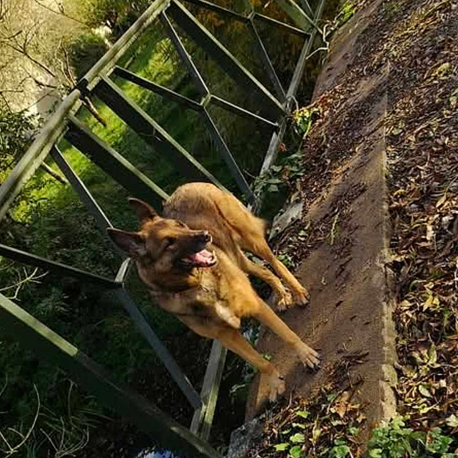 Louna a rejoint le concours — aidez-le/la à gagner de superbes lots ! animal, backyard, canine, dog, grass, green, grove, hound, jungle, land, nature, outdoors, path, pet, plant, puppy, tree, vegetation, woodland, yard
