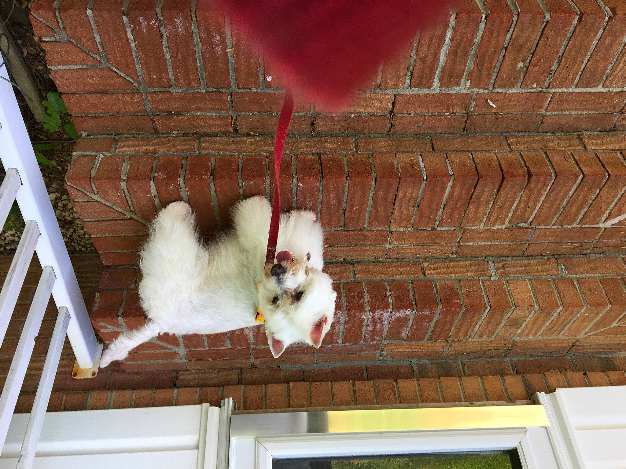 Silky is registered to the contest to win money with this photo: animal_shelter, cage, canidae, carnivore, ceiling, companion_dog, corgi_chihuahua, fawn, fur, hardwood, pattern, pet_supply, room, sporting_group, tail, twig, whiskers, wood