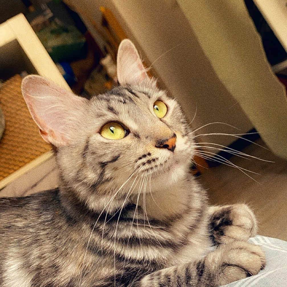 Tiga