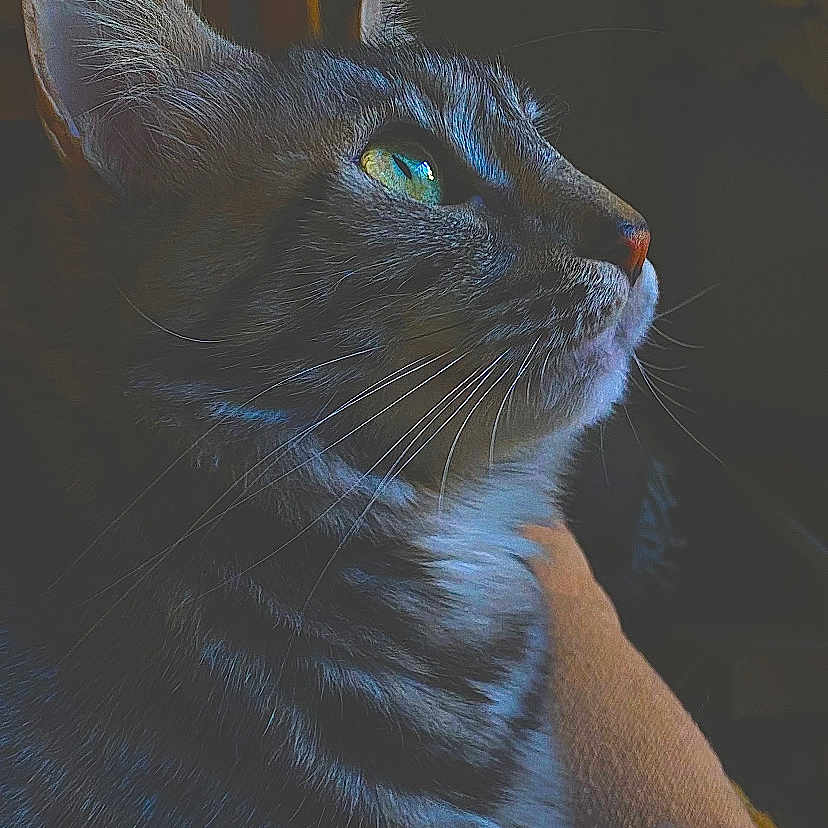 Tiga participe au concours pour gagner de l'argent avec cette photo : abyssinian, animal, blackcat, cat, chair, couch, furniture, kitten, manx, pet