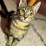 Sangria participe au concours pour gagner de l'argent avec cette photo : animal, blurred_background, carpet, cat, close_up, curious, cute, domestic_cat, ears, feline, indoor, looking_up, pet, sitting, soft_light, striped_fur, tabby, whiskers, yellow_eyes, young_cat