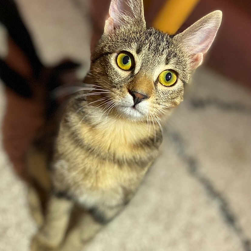 Sangria participe au concours pour gagner de l'argent avec cette photo : animal, blurred_background, carpet, cat, close_up, curious, cute, domestic_cat, ears, feline, indoor, looking_up, pet, sitting, soft_light, striped_fur, tabby, whiskers, yellow_eyes, young_cat