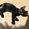 animal, black_cat, curious, cute, domestic_cat, ears, eyes, feline, fur, indoor, kitten, lying_down, paw, pet, relaxed, shadow, sunlight, whiskers, wooden_floor, young_cat