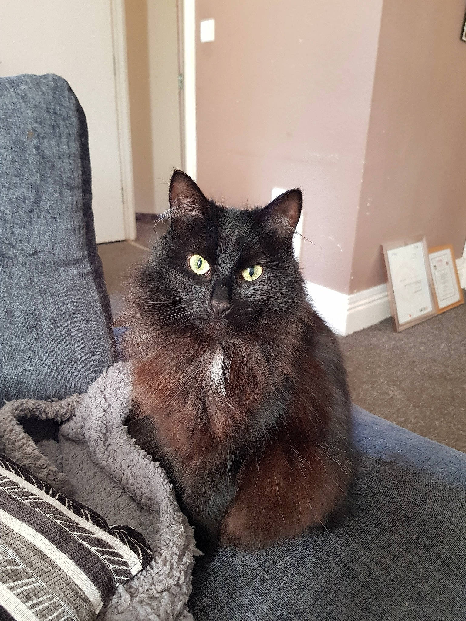 Frankee is registered to the contest to win money with this photo: black_cat, box, carnivore, cat, claw, comfort, couch, domestic_short_haired_cat, felidae, flooring, fur, grey, hardwood, paw, sitting, small_to_medium_sized_cats, snout, tail, terrestrial_animal, whiskers