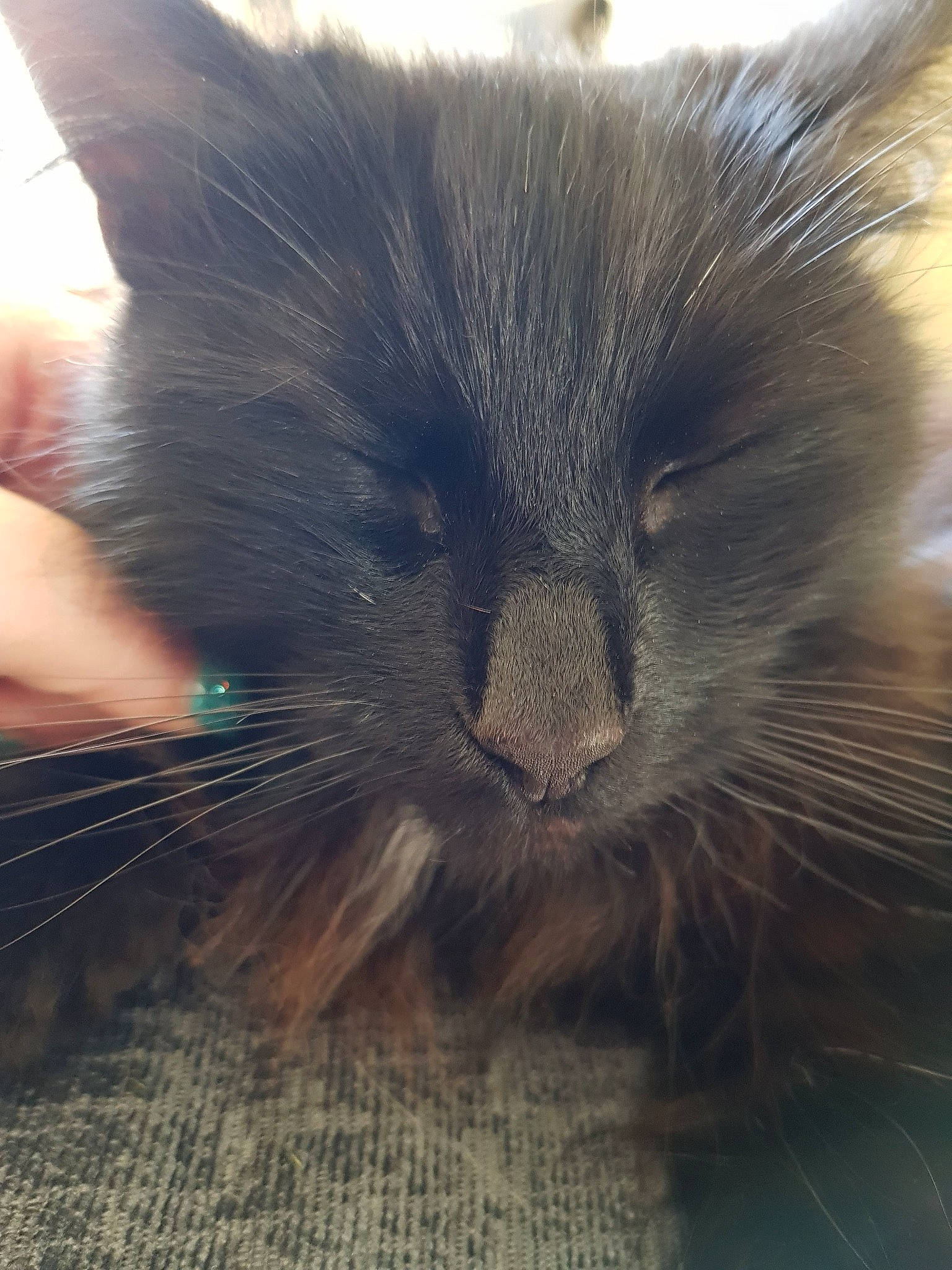 Frankee is registered to the contest to win money with this photo: carnivore, cat, comfort, electric_blue, felidae, flooring, fur, nap, paw, sleep, small_to_medium_sized_cats, snout, tail, terrestrial_animal, whiskers