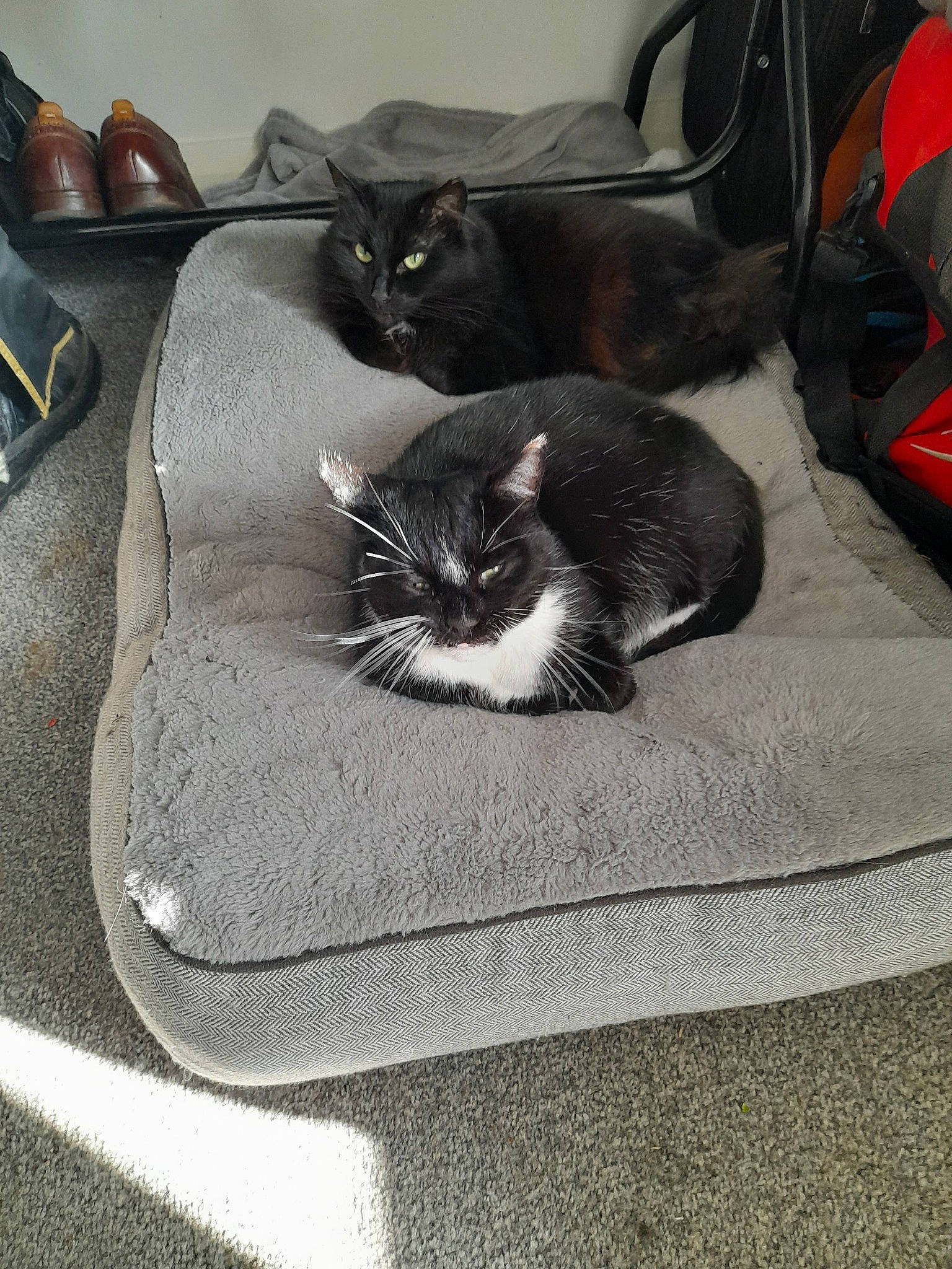 Frankee joined the competition — help win amazing prizes! automotive_tire, backpack, bag, baggage, carnivore, cat, claw, comfort, domestic_short_haired_cat, felidae, fur, grey, luggage_and_bags, nap, paw, sitting, small_to_medium_sized_cats, tail, whiskers, window