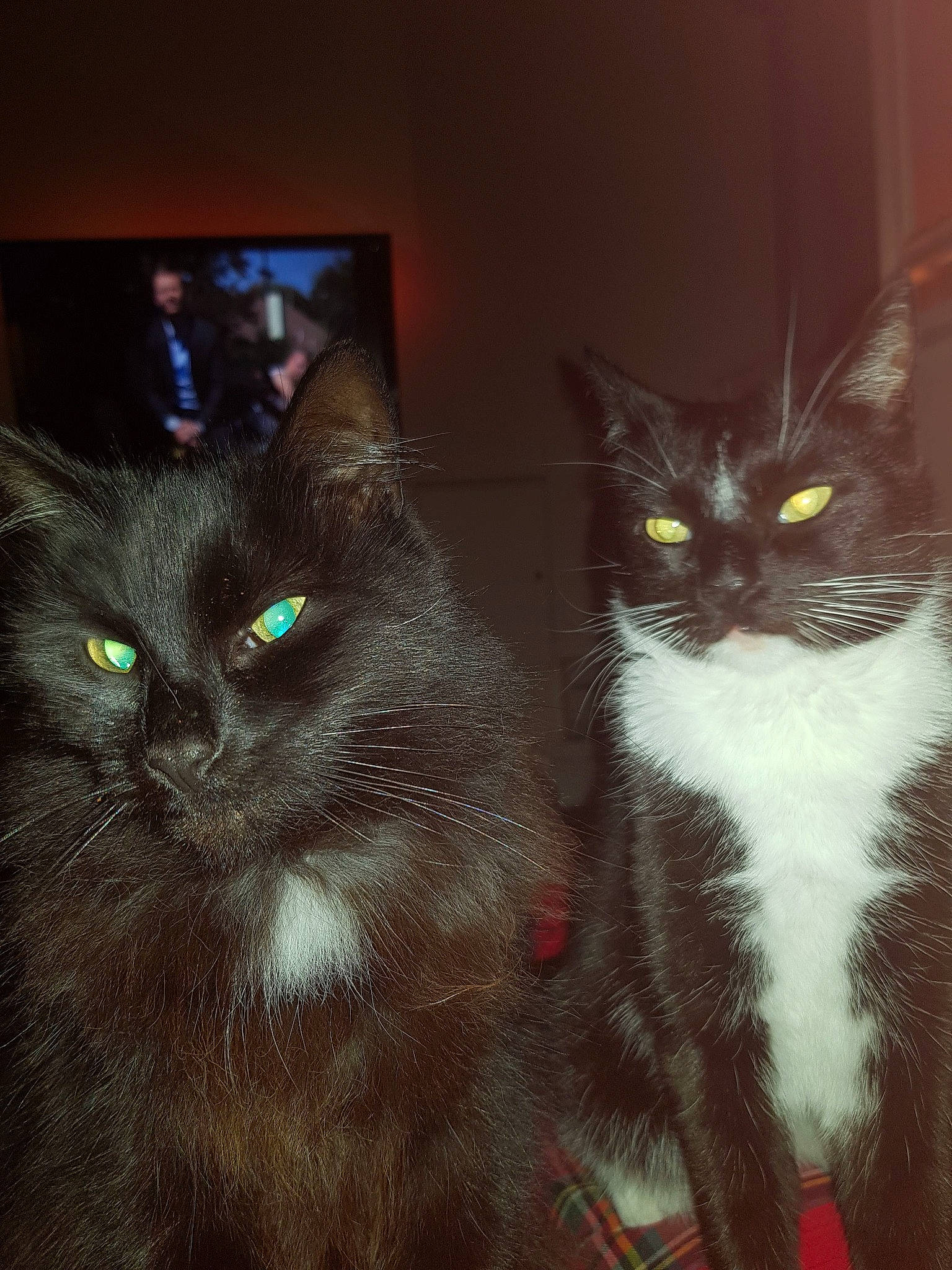 Frankee joined the competition — help win amazing prizes! art, black_cat, box, carnivore, cat, claw, darkness, domestic_short_haired_cat, door, felidae, fur, iris, paw, photo_caption, picture_frame, small_to_medium_sized_cats, snout, tail, whiskers, window