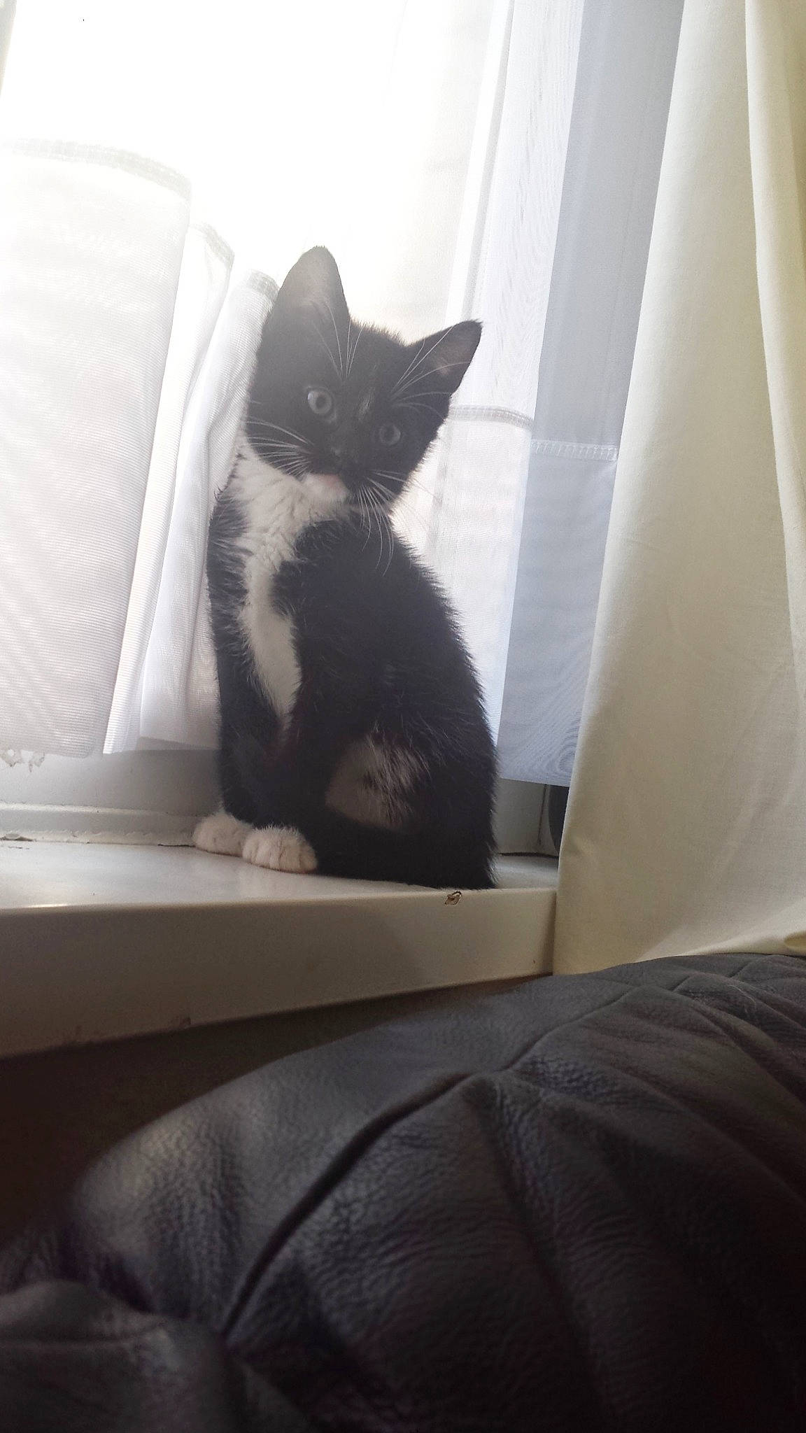 Mavis is registered to the contest to win money with this photo: black_cat, carnivore, cat, comfort, felidae, floor, flooring, grey, hardwood, human_body, human_leg, linens, small_to_medium_sized_cats, snout, stairs, tail, tints_and_shades, whiskers, window, wood