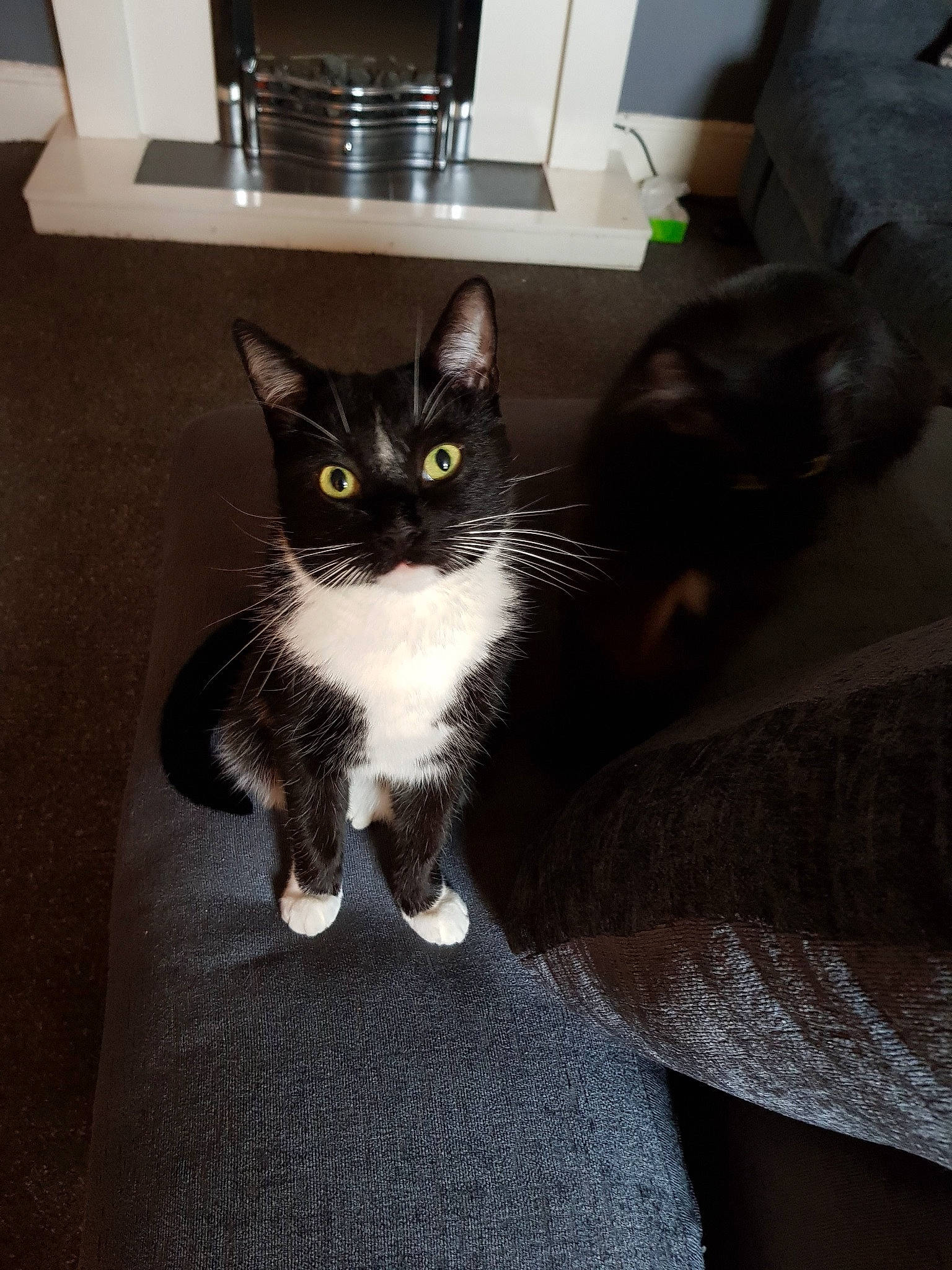 Mavis joined the competition — help win amazing prizes! black_cat, box, carnivore, cat, claw, comfort, domestic_short_haired_cat, felidae, floor, flooring, fur, grey, hardwood, paw, sitting, small_to_medium_sized_cats, snout, tail, whiskers, wood