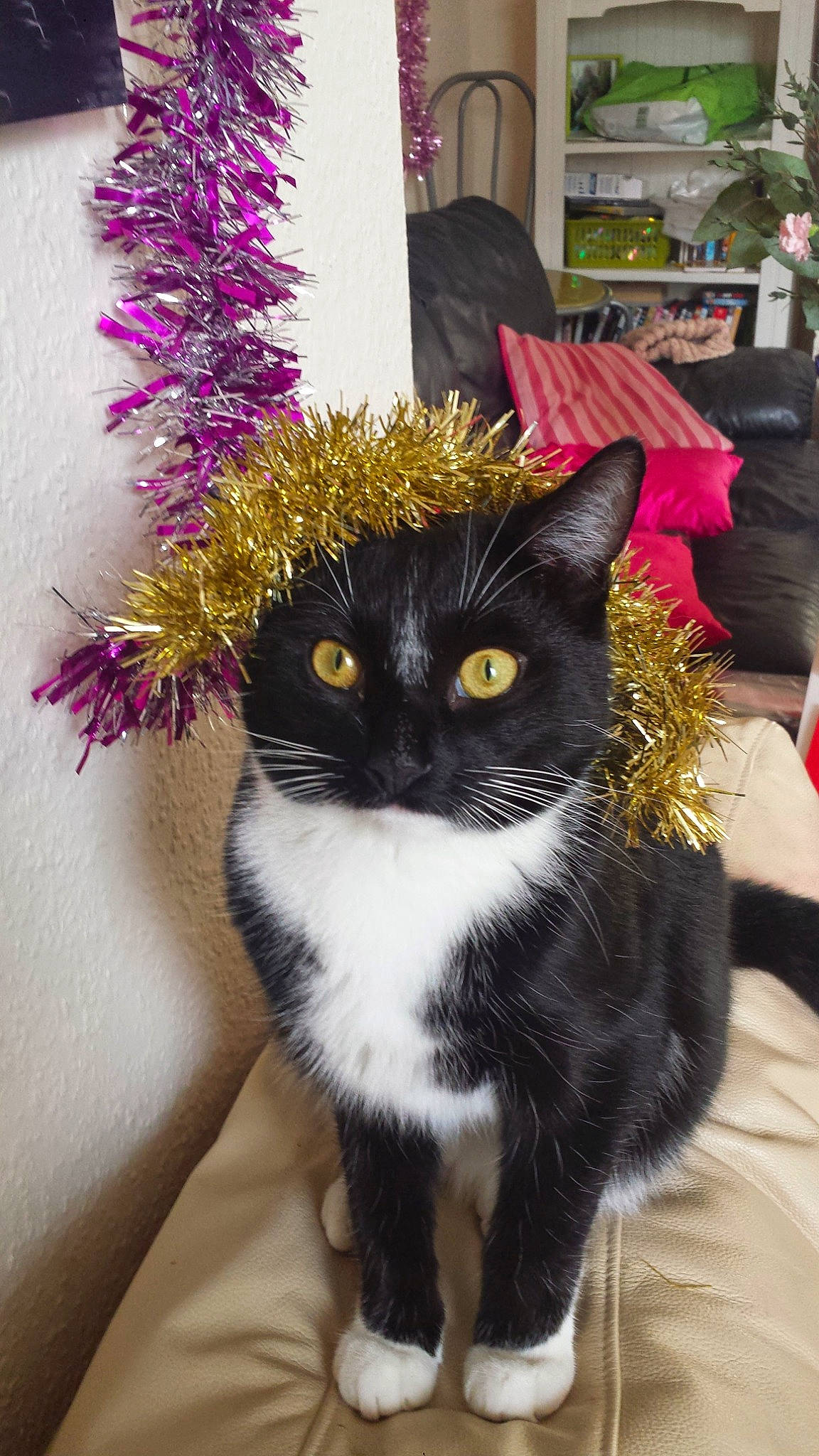 Mavis joined the competition — help win amazing prizes! carnivore, cat, collar, costume_hat, domestic_short_haired_cat, fashion_accessory, felidae, fur, hat, magenta, plant, small_to_medium_sized_cats, snout, tail, tree, whiskers, window