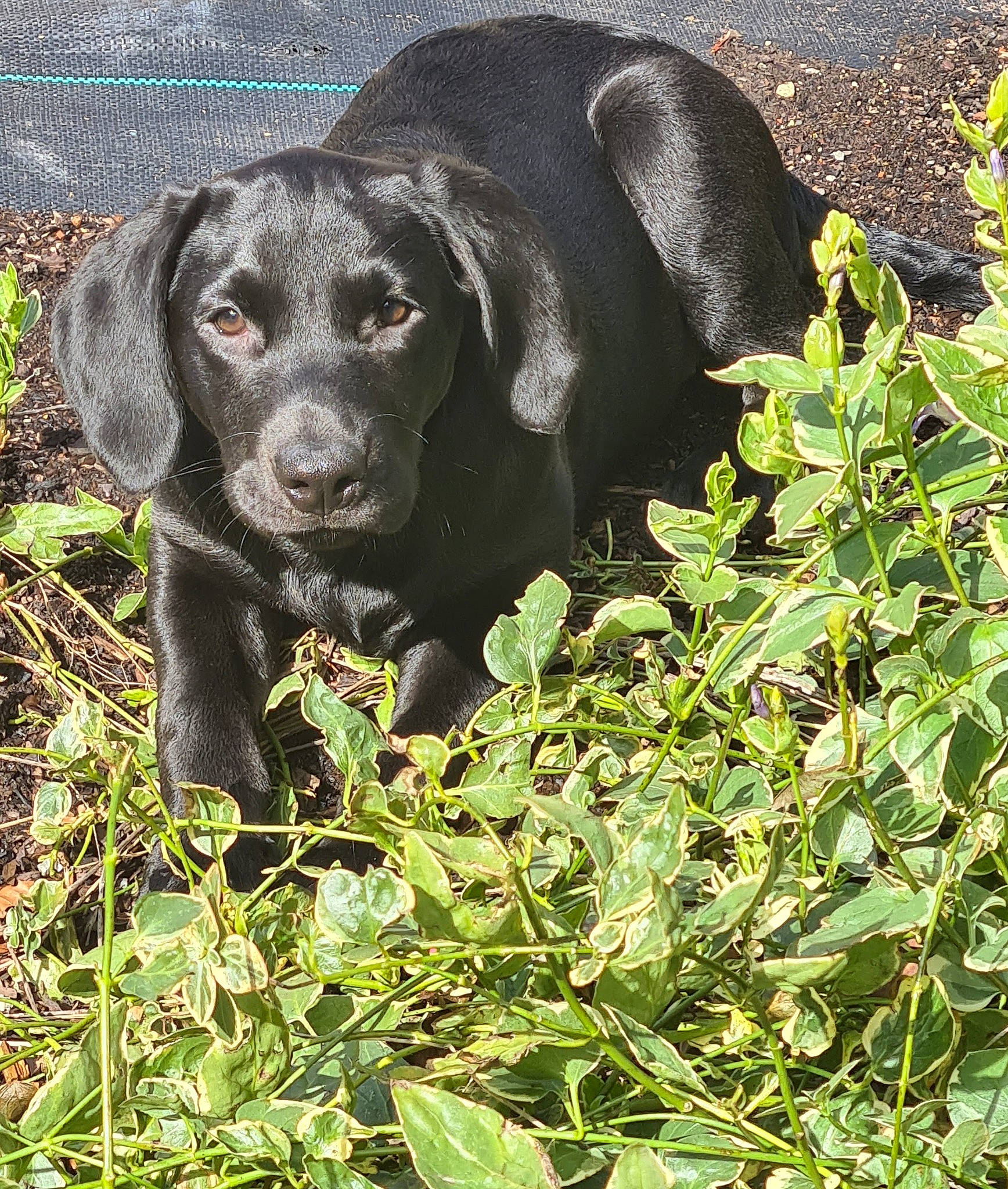 Happy is registered to the contest to win money with this photo: borador, canidae, carnivore, companion_dog, dog, dog_breed, eye, fur, grass, groundcover, gun_dog, hunting_dog, liver, plant, shrub, snout, sporting_group, terrestrial_animal, wildlife, working_animal