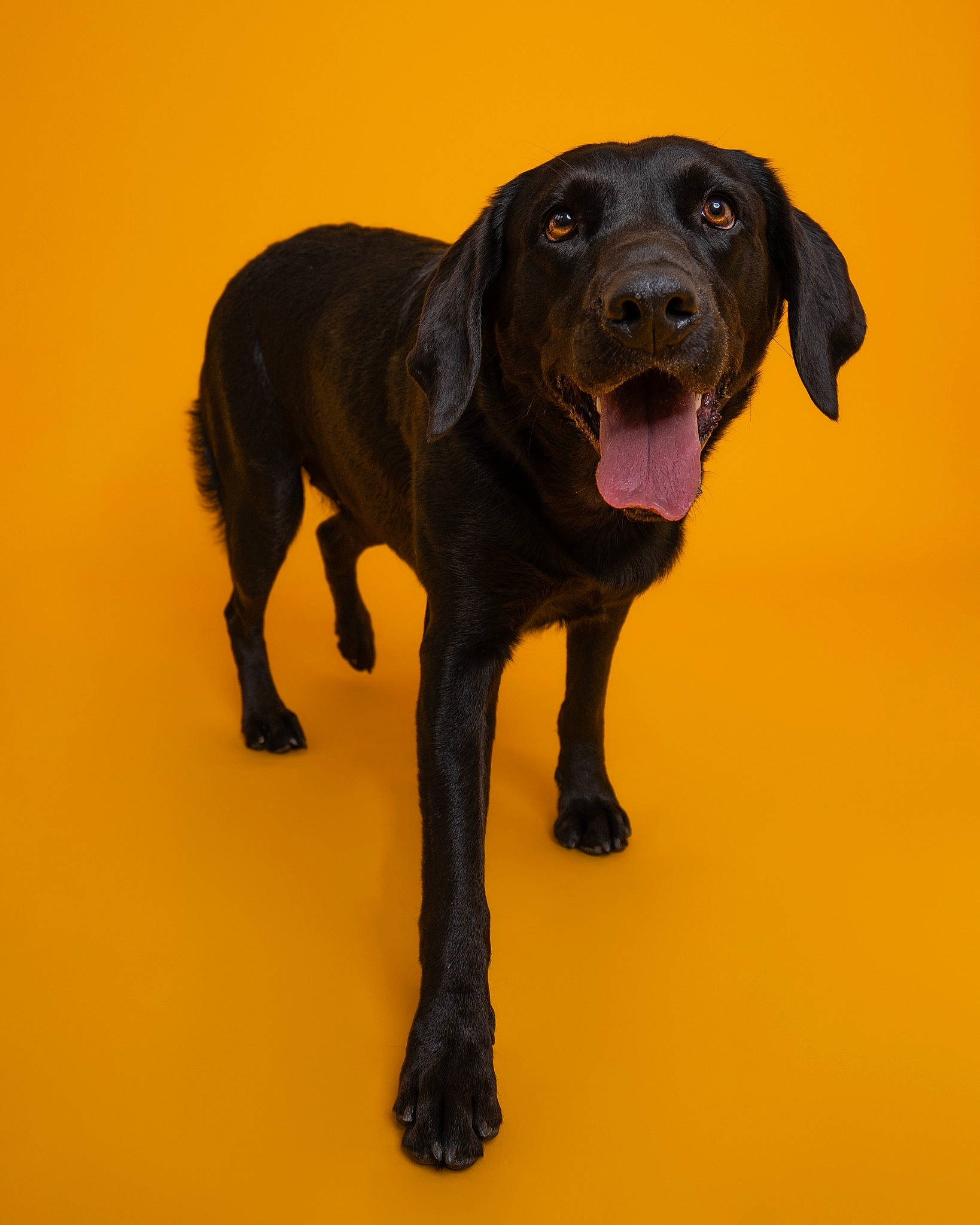 Happy joined the competition — help win amazing prizes! borador, canidae, carnivore, collar, companion_dog, dog, dog_breed, dog_collar, fawn, fur, gun_dog, labrador_retriever, liver, retriever, snout, sporting_group, tail, terrestrial_animal, working_animal, working_dog