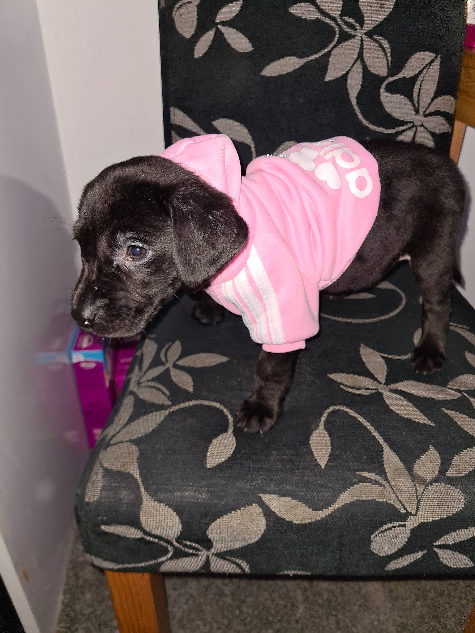 Happy is registered to the contest to win money with this photo: black, canidae, carnivore, comfort, companion_dog, dog, dog_breed, dog_clothes, dog_supply, fawn, fur, grey, linens, liver, magenta, pattern, pet_supply, pink, sporting_group, working_animal