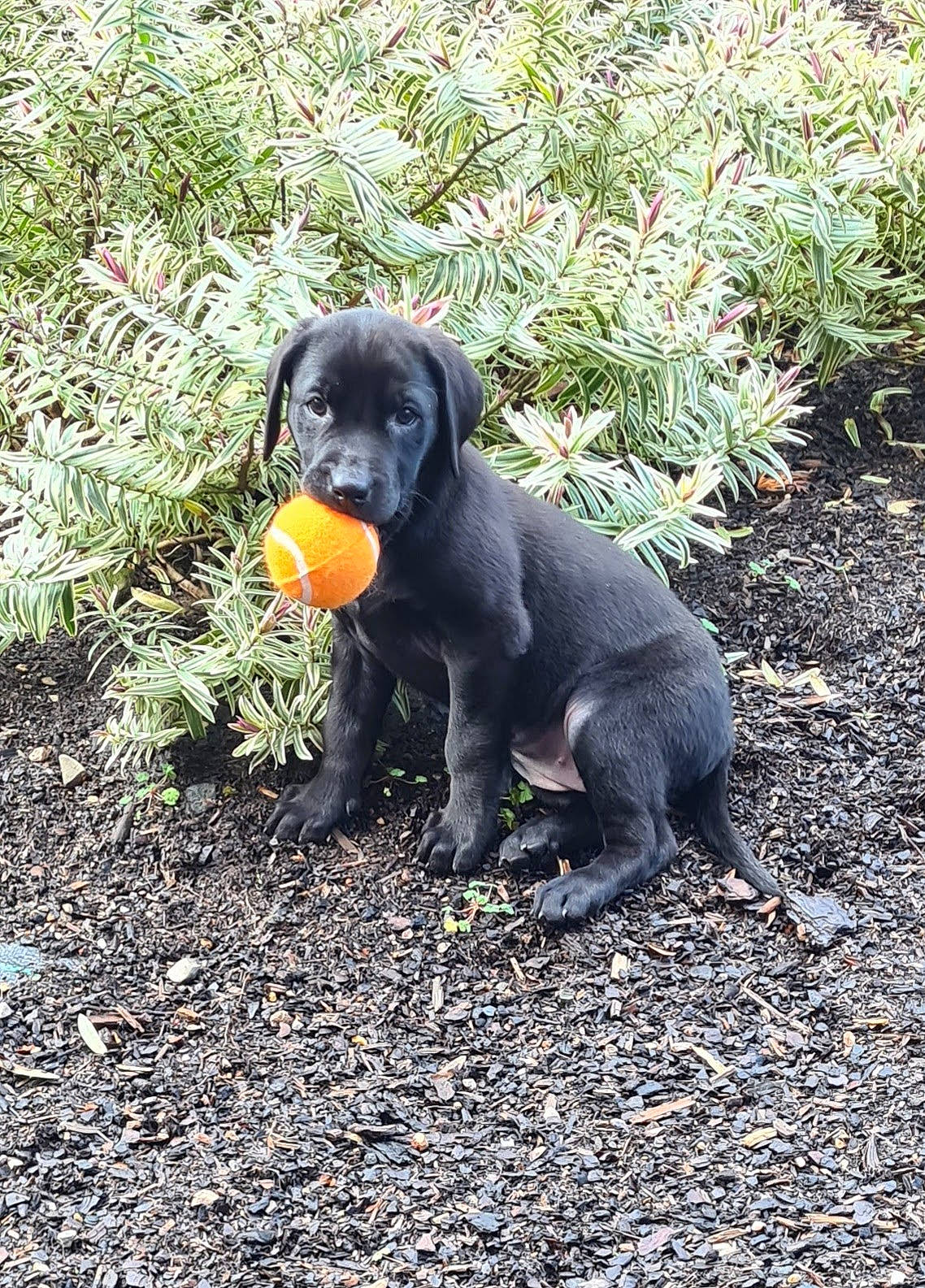 Happy joined the competition — help win amazing prizes! canidae, carnivore, companion_dog, dog, dog_breed, fawn, grass, groundcover, hunting_dog, paw, plant, snout, soil, sporting_group, tail, terrestrial_animal, working_animal, working_dog