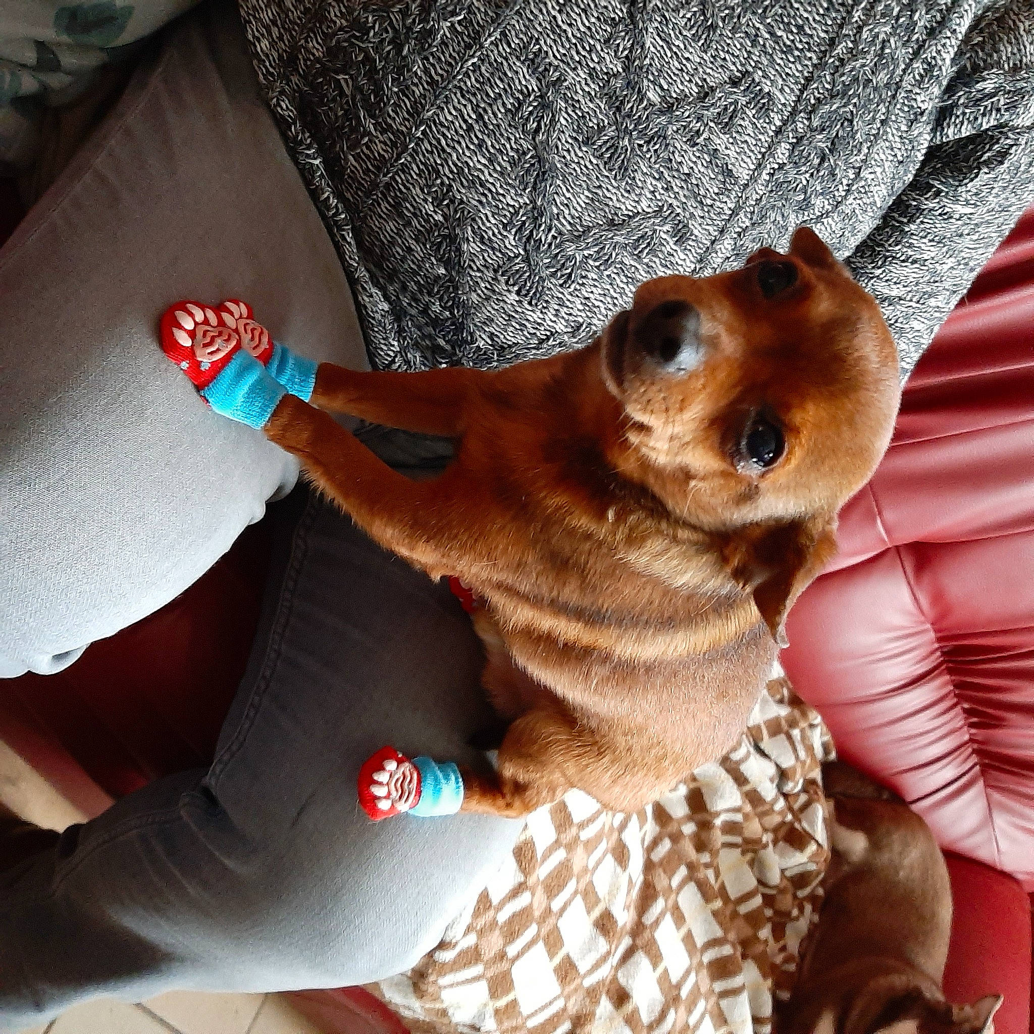 Gouloume a rejoint le concours — aidez-le/la à gagner de superbes lots ! car_seat, carnivore, comfort, companion_dog, dog, dog_breed, dog_clothes, elbow, electric_blue, eyewear, fawn, fur, human_leg, sunglasses, textile, thigh, toy, toy_dog, vehicle_door, working_animal