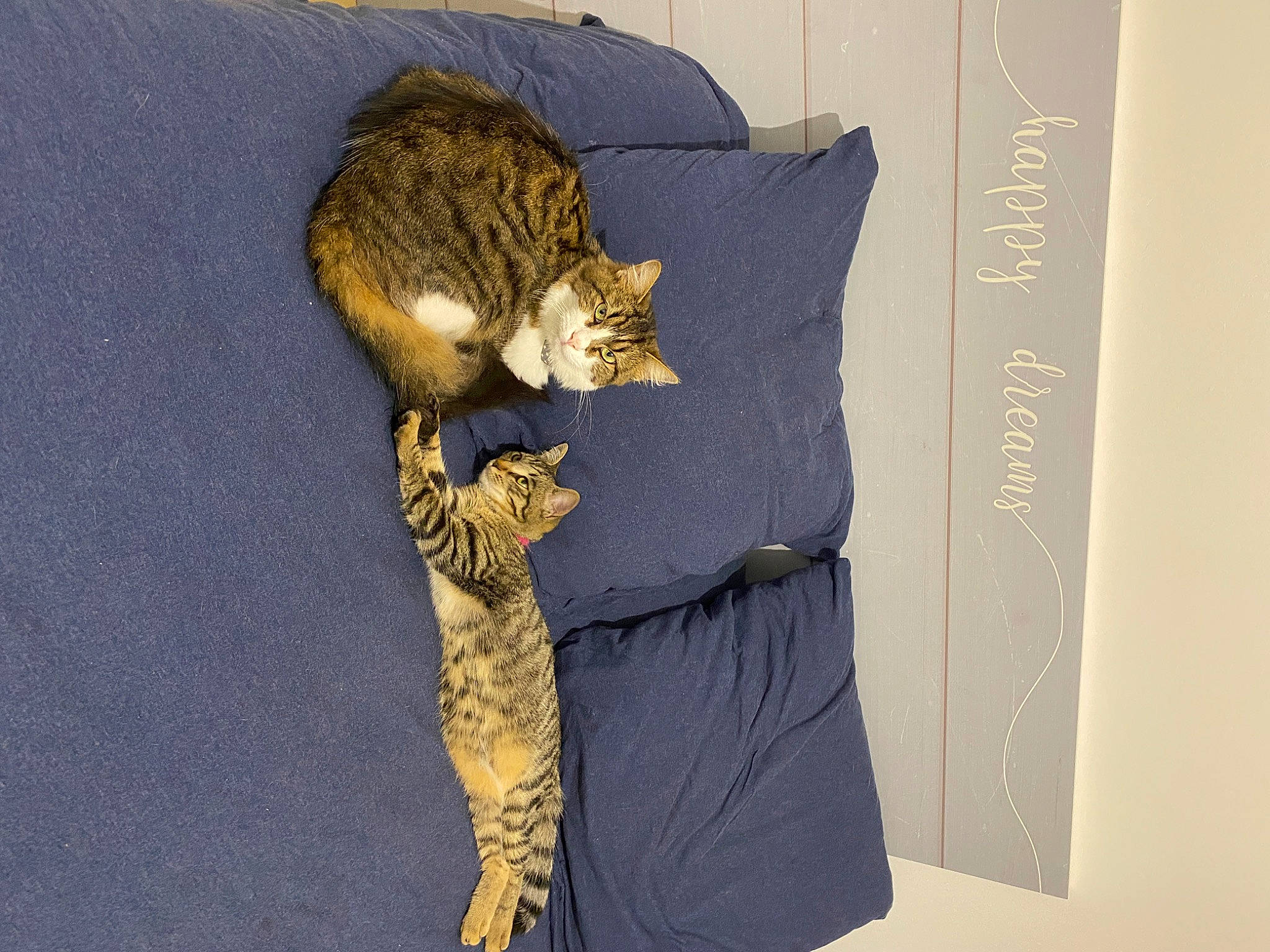 Kyara a rejoint le concours — aidez-le/la à gagner de superbes lots ! carnivore, cat, claw, comfort, domestic_short_haired_cat, fawn, felidae, fur, linens, paw, sleeve, small_to_medium_sized_cats, tail, thread, tree, whiskers