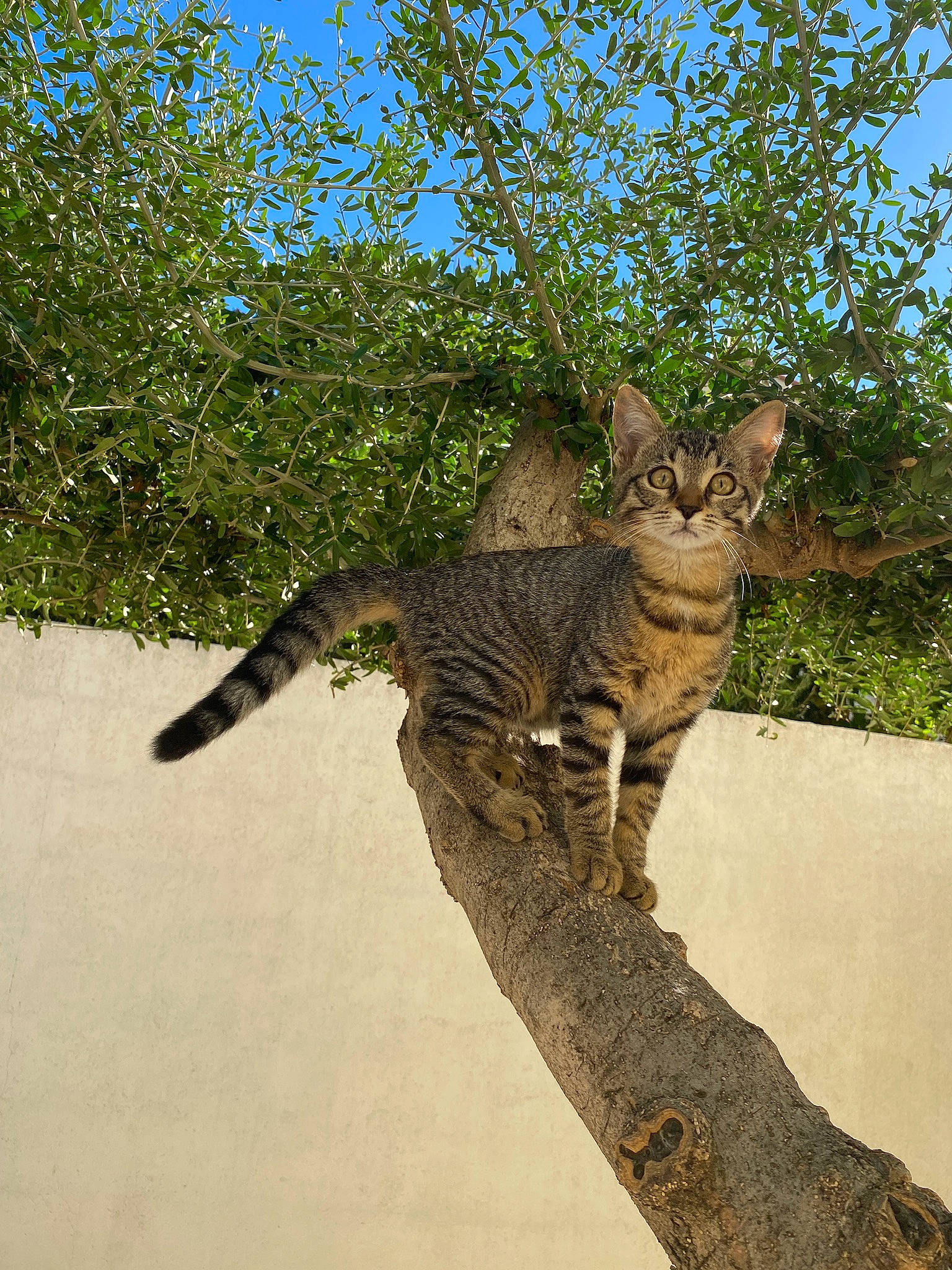 Kyara participe au concours pour gagner de l'argent avec cette photo : branch, carnivore, cat, domestic_short_haired_cat, felidae, fur, grass, pattern, plant, shadow, sky, small_to_medium_sized_cats, snout, tail, terrestrial_animal, tree, trunk, twig, whiskers, wildlife