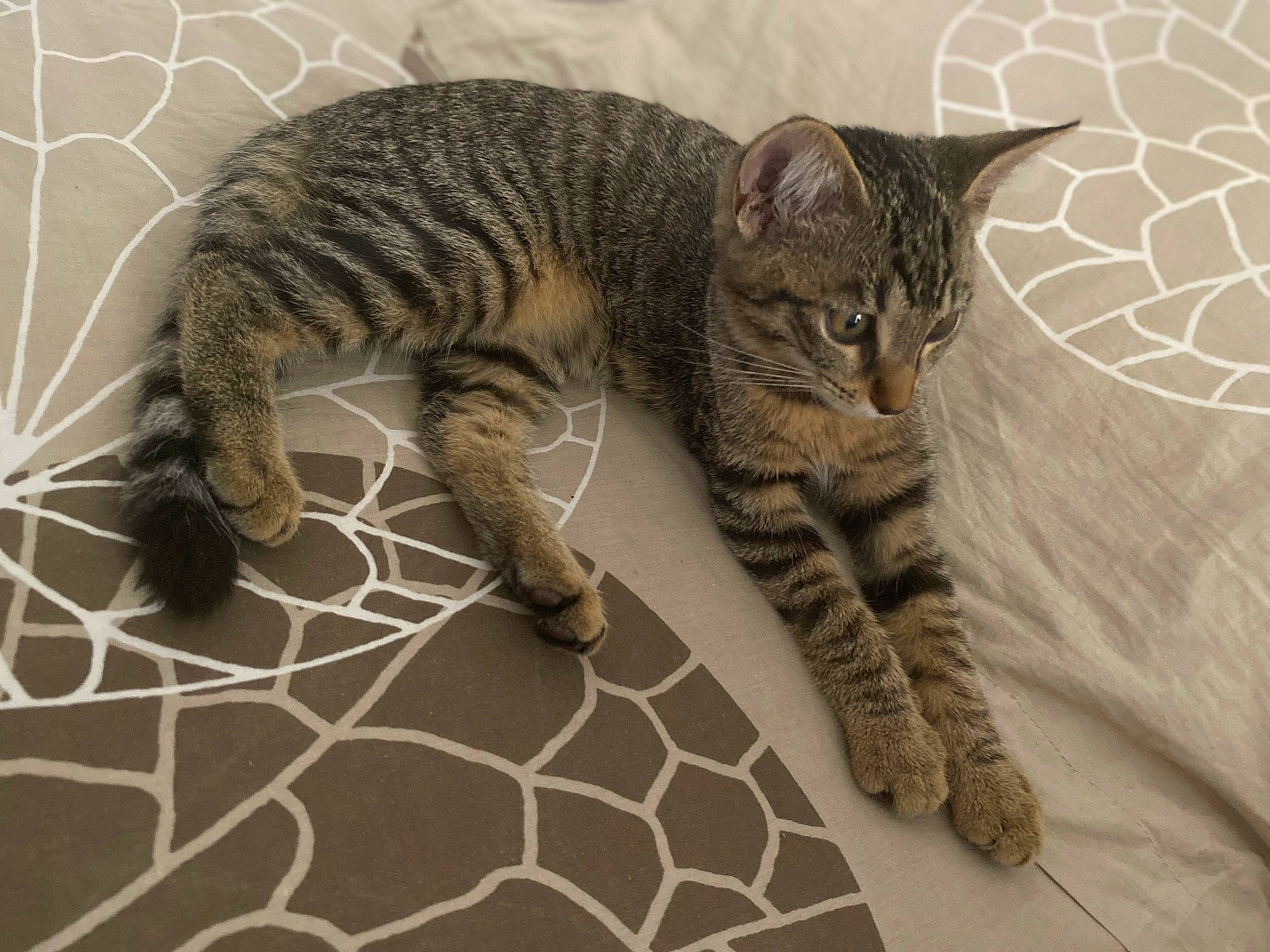 Kyara participe au concours pour gagner de l'argent avec cette photo : carnivore, cat, claw, domestic_short_haired_cat, fawn, felidae, flooring, foot, fur, pattern, paw, small_to_medium_sized_cats, snout, tail, terrestrial_animal, whiskers, wildlife