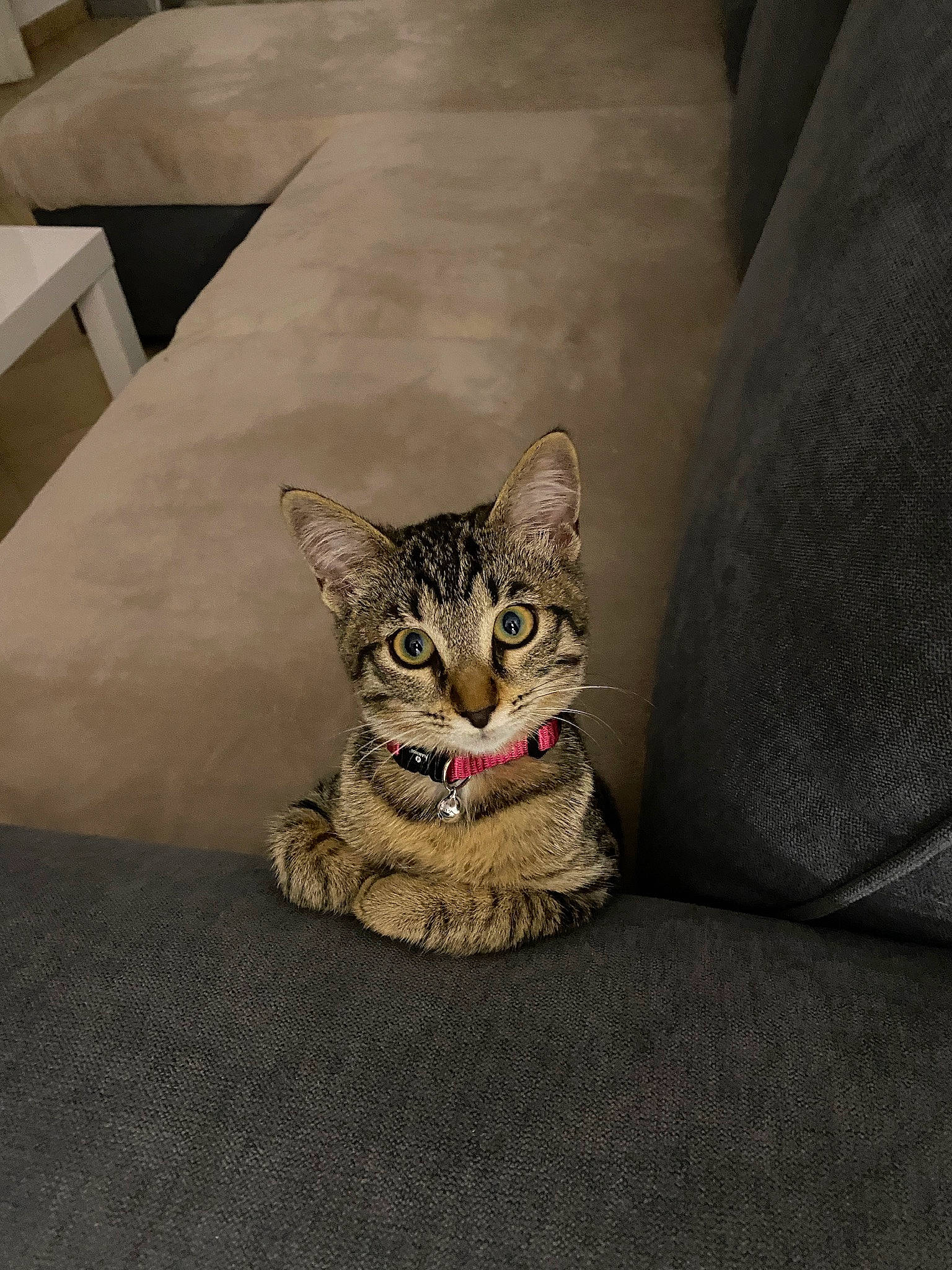 Kyara a rejoint le concours — aidez-le/la à gagner de superbes lots ! art, carnivore, cat, comfort, domestic_short_haired_cat, door, felidae, floor, flooring, fur, grey, sitting, small_to_medium_sized_cats, snout, stairs, terrestrial_animal, whiskers, wood