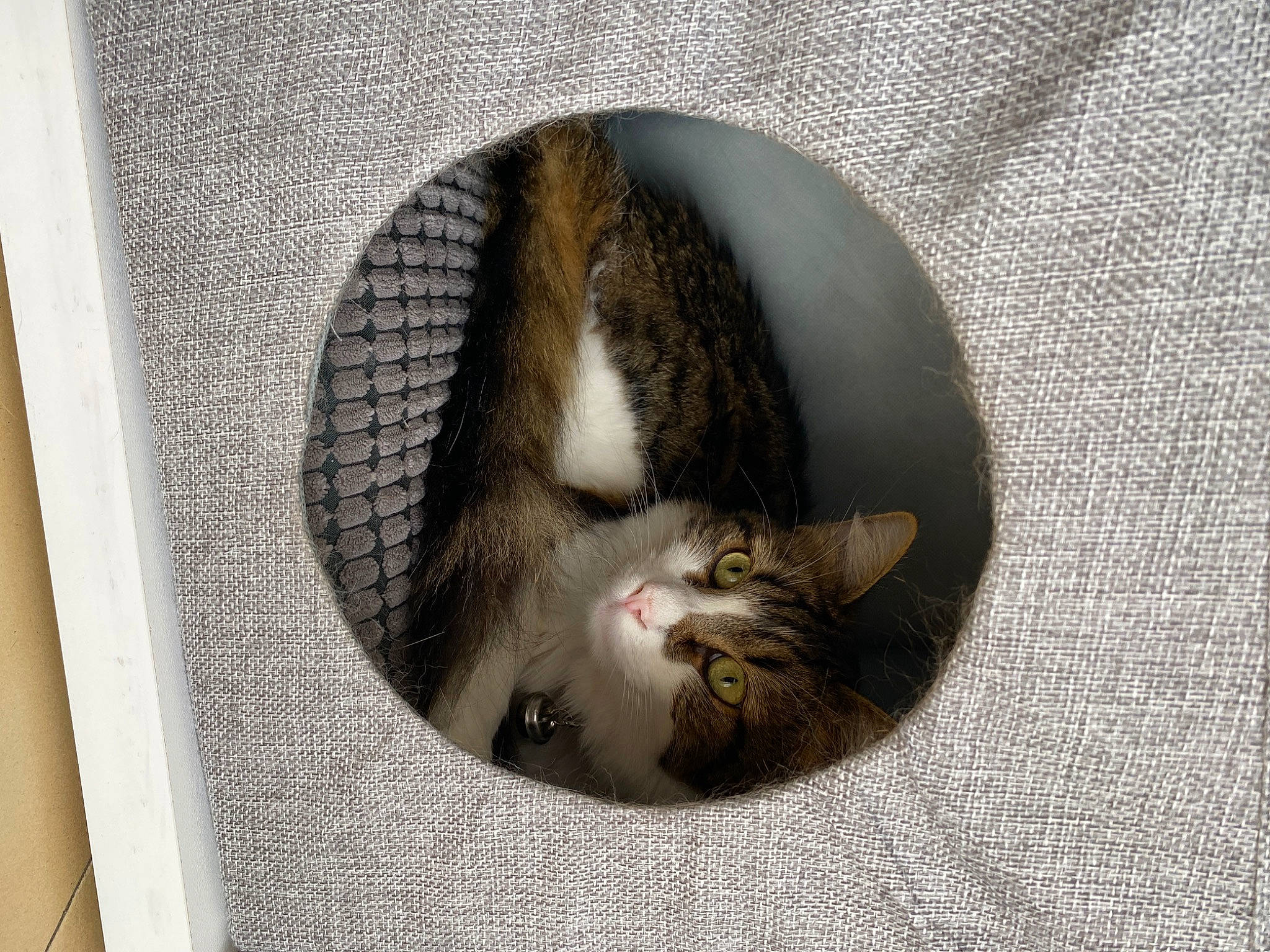 Sky participe au concours pour gagner de l'argent avec cette photo : art, carnivore, cat, claw, domestic_short_haired_cat, felidae, fur, grey, paw, small_to_medium_sized_cats, snout, tail, whiskers, wood