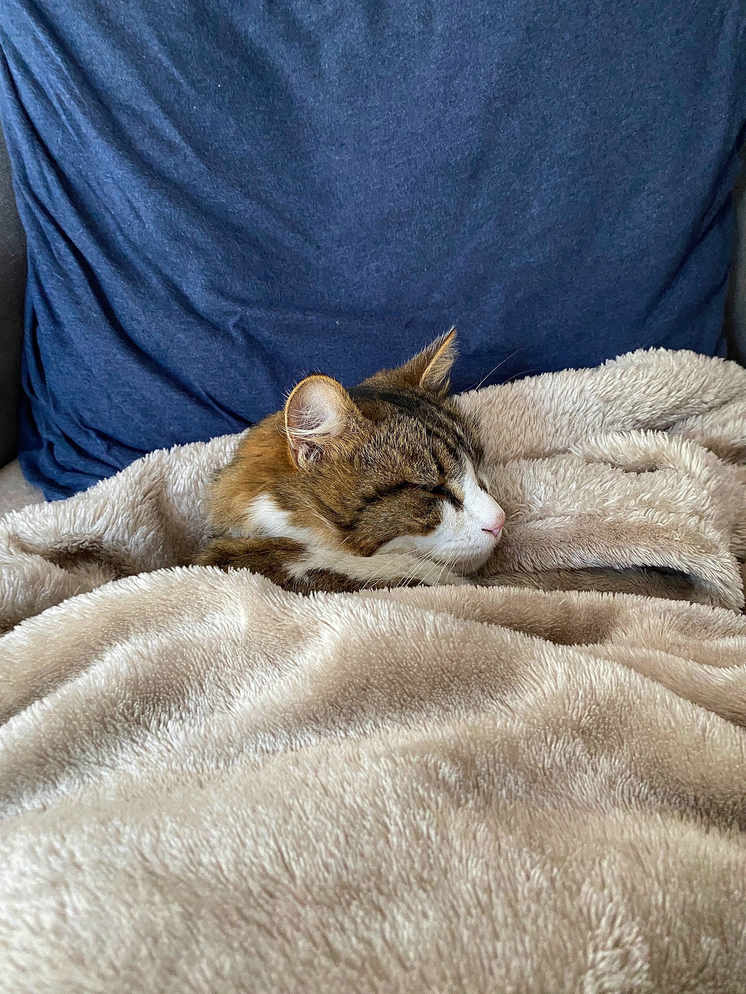 Sky participe au concours pour gagner de l'argent avec cette photo : bed, bedding, carnivore, cat, comfort, domestic_short_haired_cat, duvet, fawn, felidae, fur, grey, human_leg, linens, nap, paw, small_to_medium_sized_cats, snout, tail, terrestrial_animal, whiskers