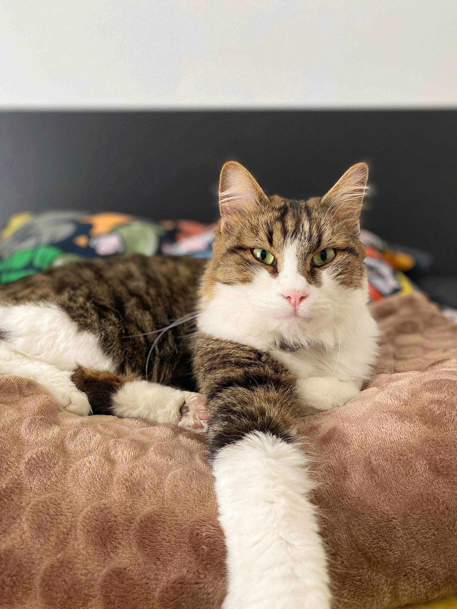 Sky a rejoint le concours — aidez-le/la à gagner de superbes lots ! carnivore, cat, claw, comfort, domestic_short_haired_cat, felidae, fur, paw, plant, sitting, small_to_medium_sized_cats, snout, tail, terrestrial_animal, tree, whiskers, wildlife